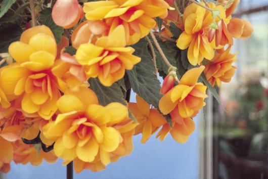 B. ‘Fire Dance’